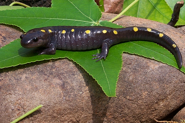 Spotted Salamander Adult and Larva Necklace or Keychain 