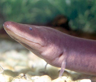 Two-toed Amphiuma