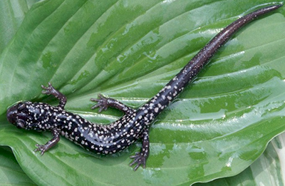White-spotted Slimy Salamander