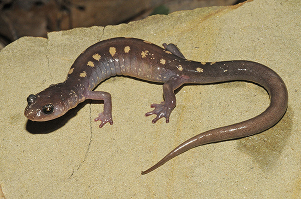 Yellow-spotted Woodland Salamander
