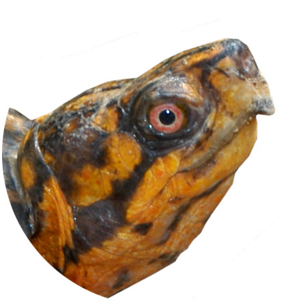 box turtle reporting graphic