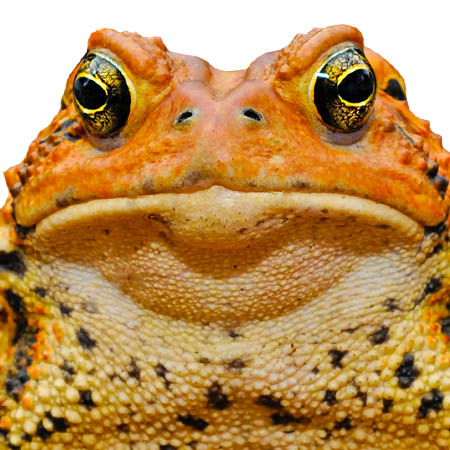 Eastern American Toad