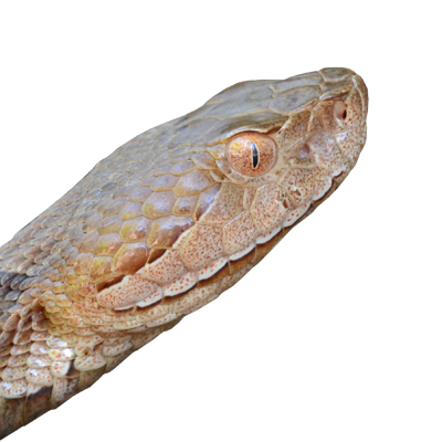 photo of Eastern Copperhead