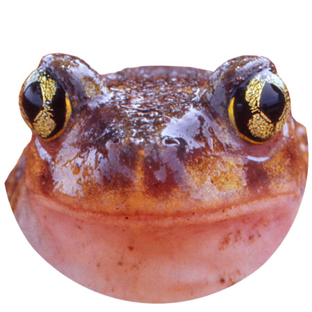 Eastern Spadefoot