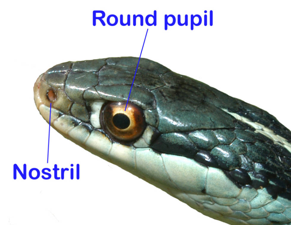 Snake Identification Chart