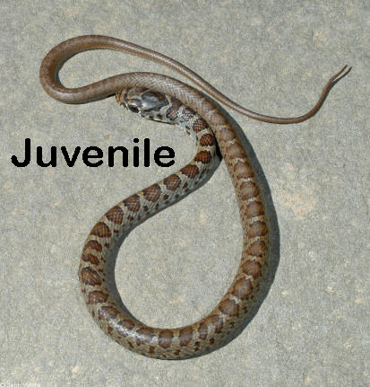brown baby snake identification