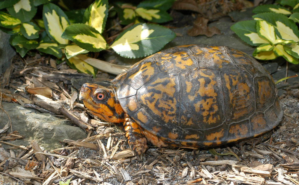 Box Turtle Identification Chart