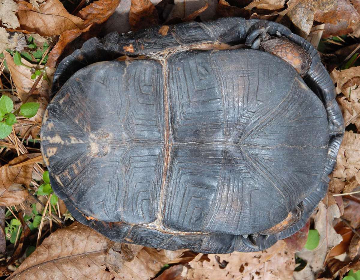 Box Turtle Identification Chart