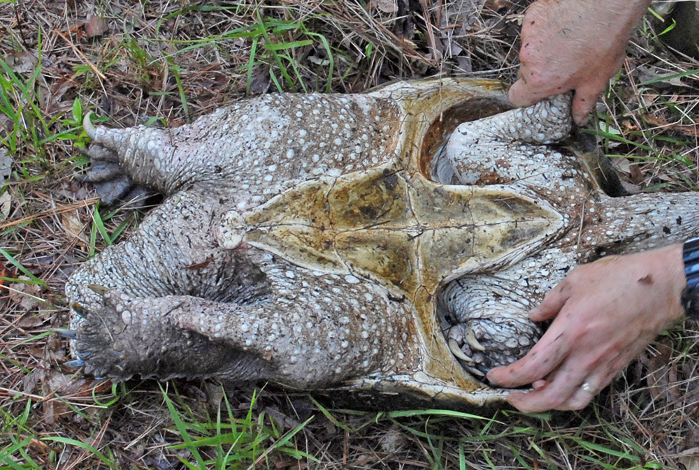 Alligator Turtles Scary Af