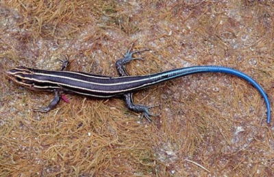 Lizards of Virginia