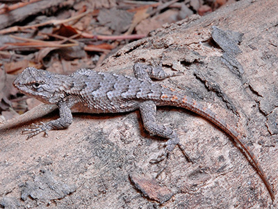 Lizard Identification Chart