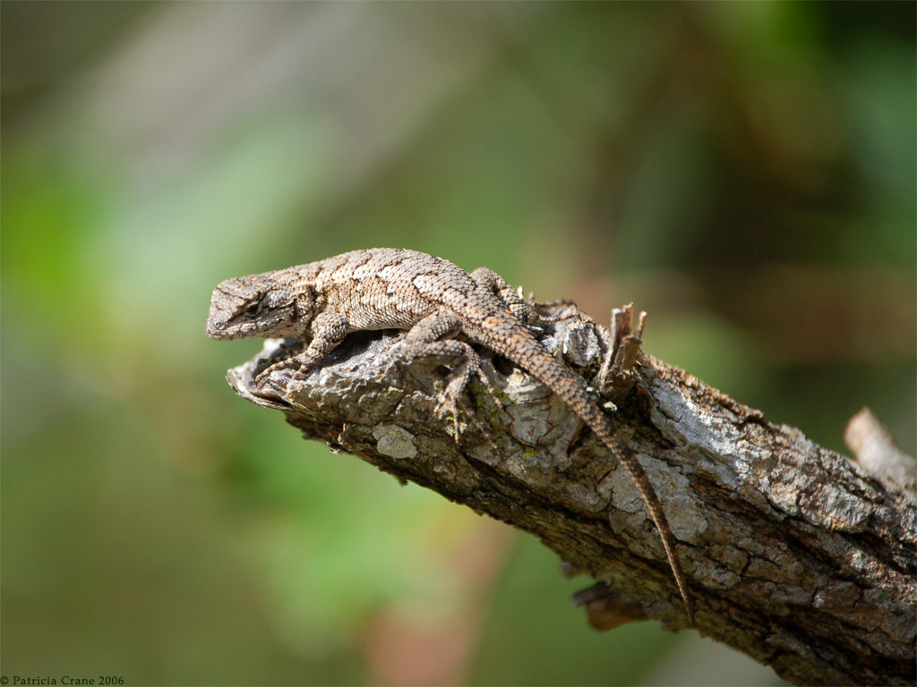 Eastern Fence Lizard  National Wildlife Federation