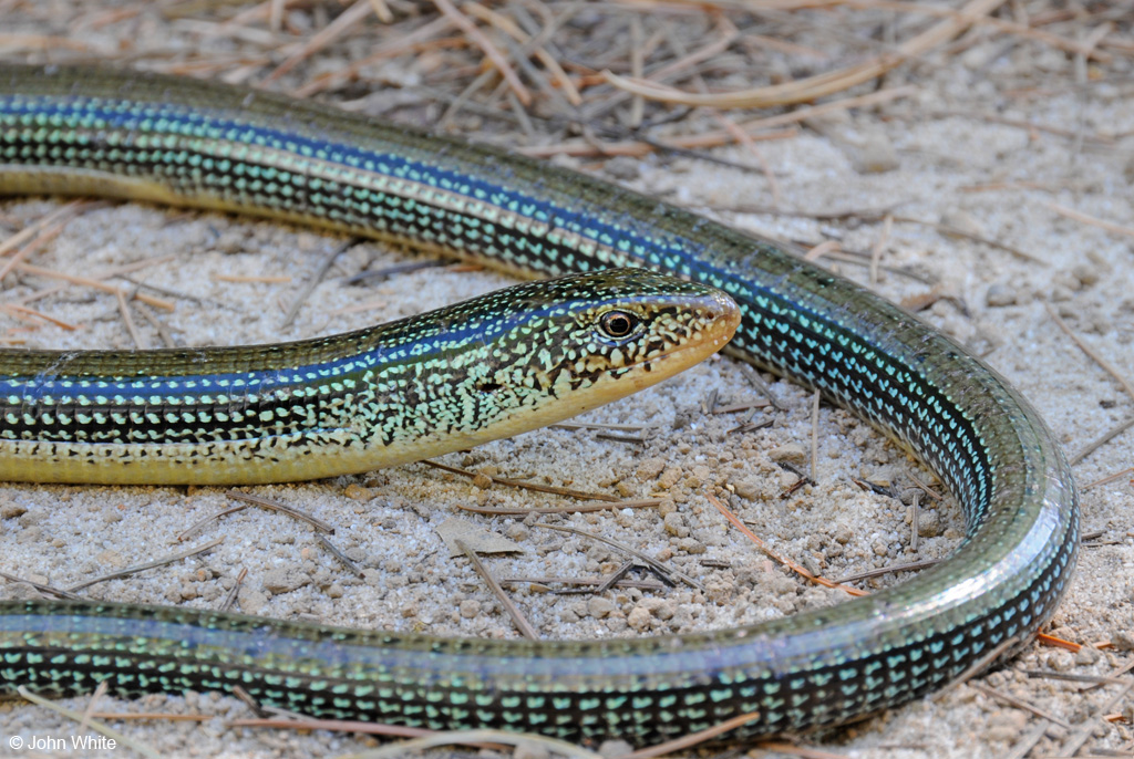 Eastern Lizard