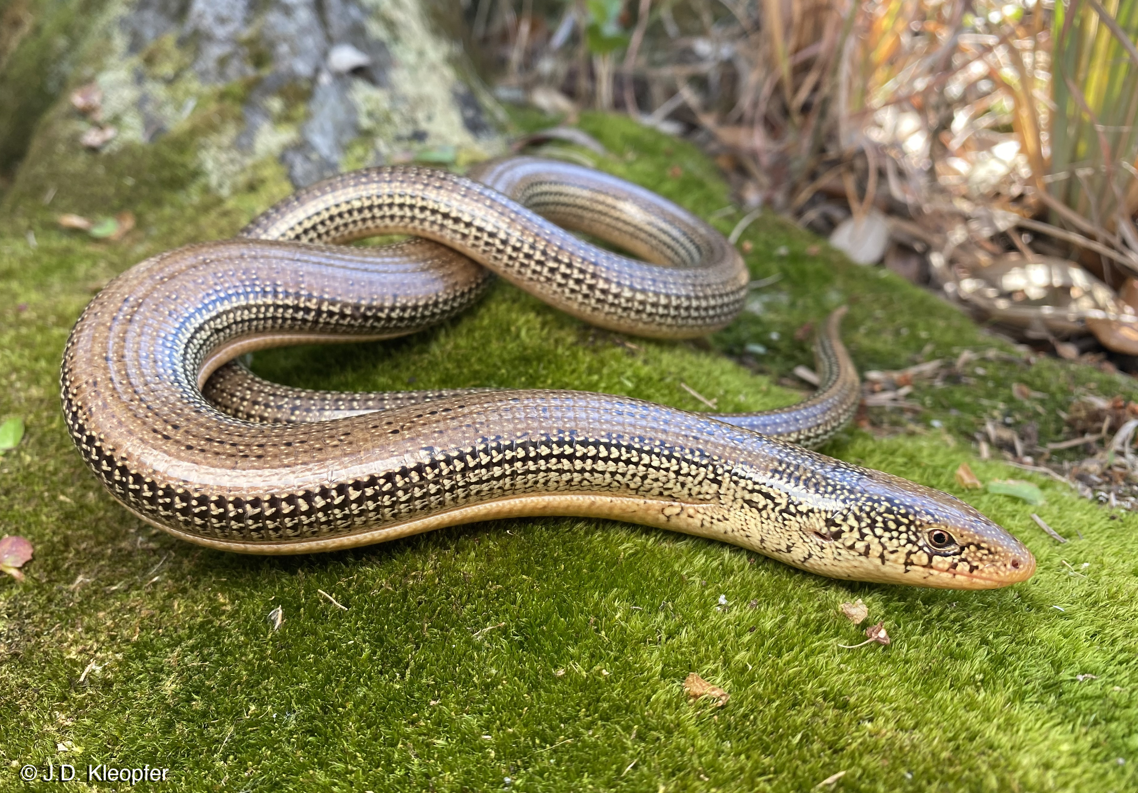 Eastern Lizard