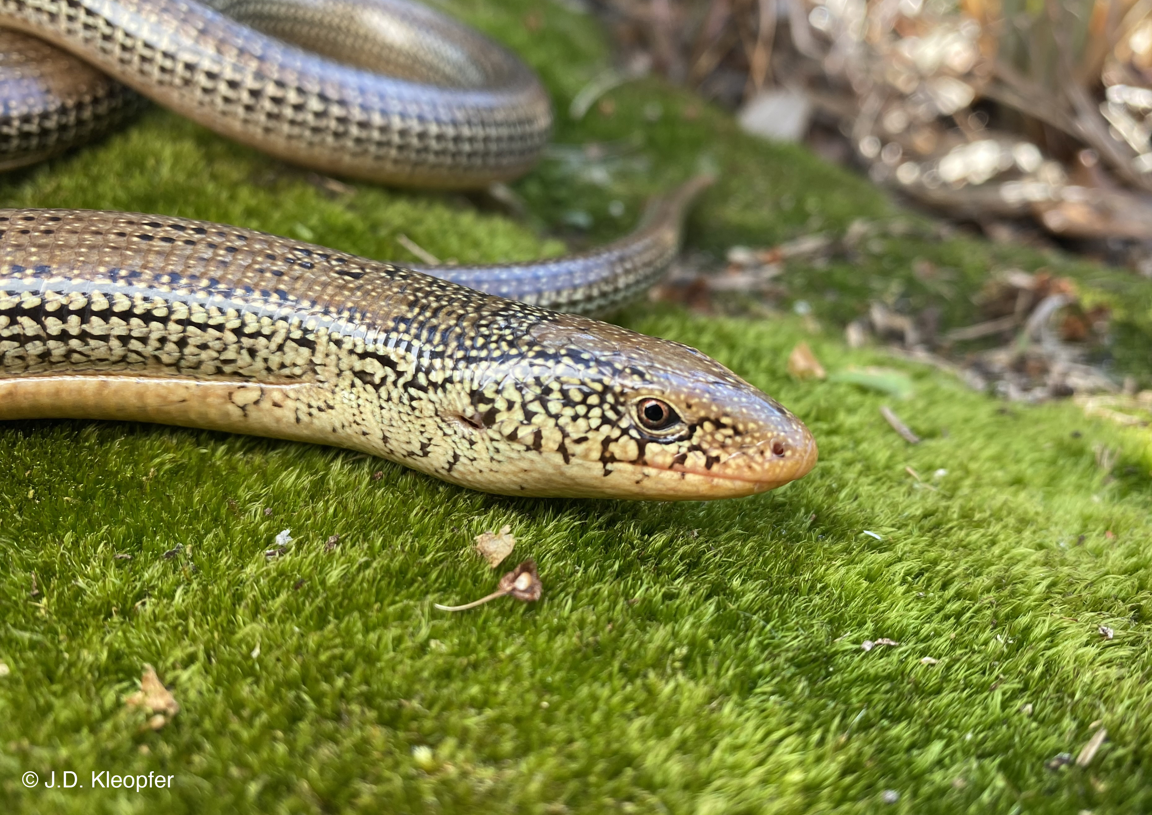 Eastern Lizard