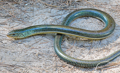 Eastern Glass Lizard