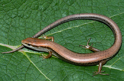 Little Brown Skink