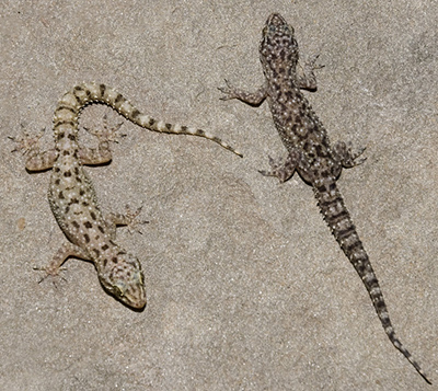 types of lizards chart