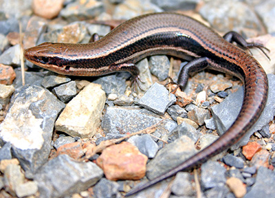 Lizard Identification Chart