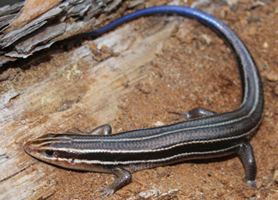 Southeastern Five-lined Skink