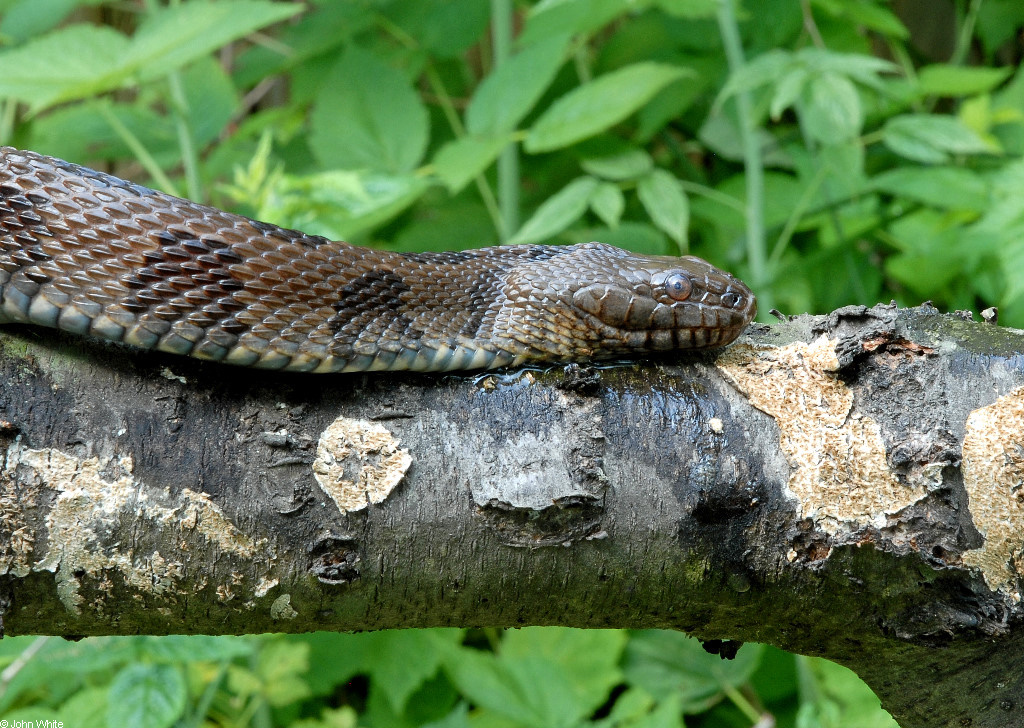Brown Watersnake