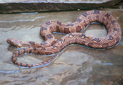 Brown Watersnake photo