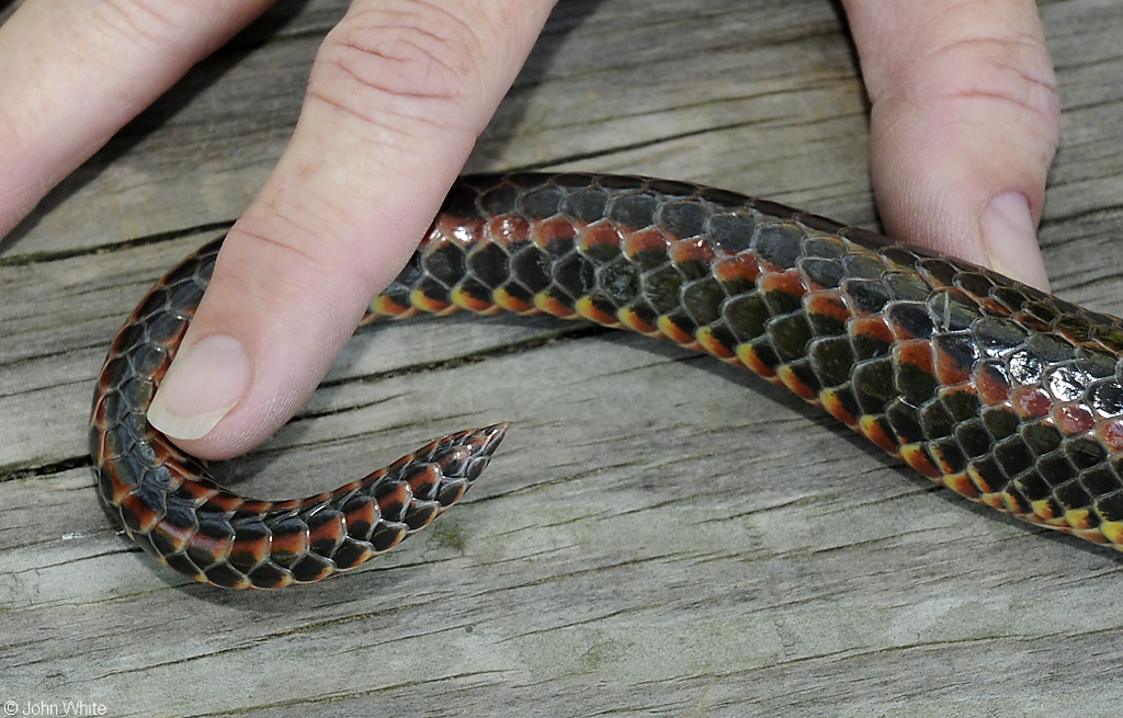 Rainbow Snake