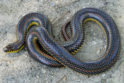 Common Rainbow Snake photo