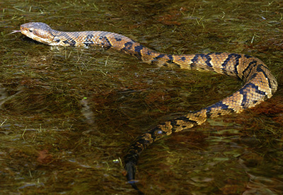 Northern Cottonmouth photo