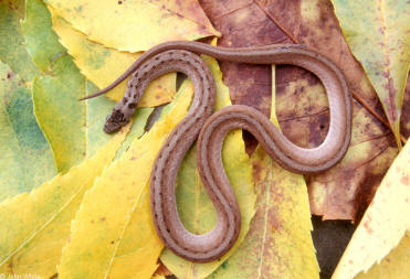 brown baby snake identification