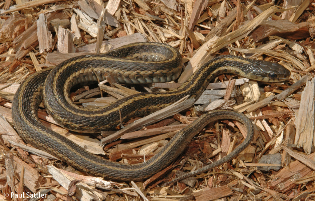 Eastern Gartersnake