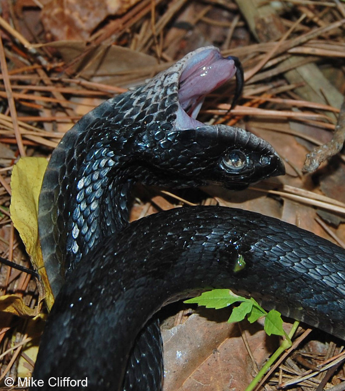 Eastern Hognose or spread adder known as the drama queen of the snake  world. When threatened will play dead, hiss, and/or flatten head like a  cobra Stock Photo