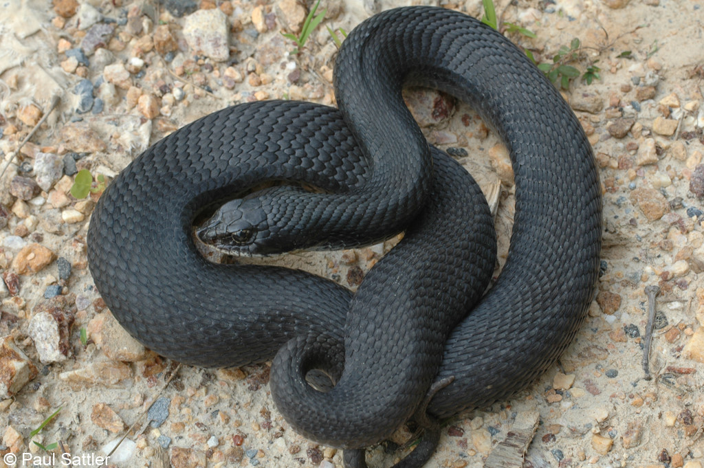 Eastern Hognose Snake 