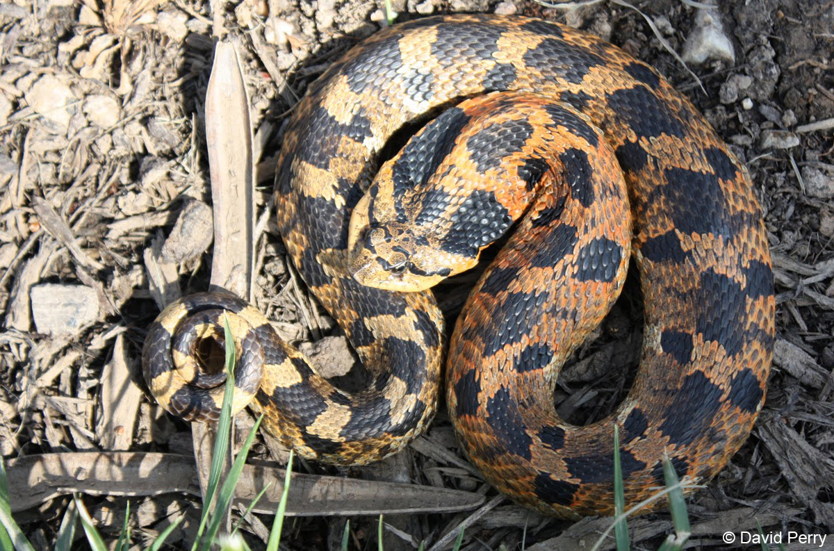 World Around You: Eastern hog-nosed snake is nature's drama queen