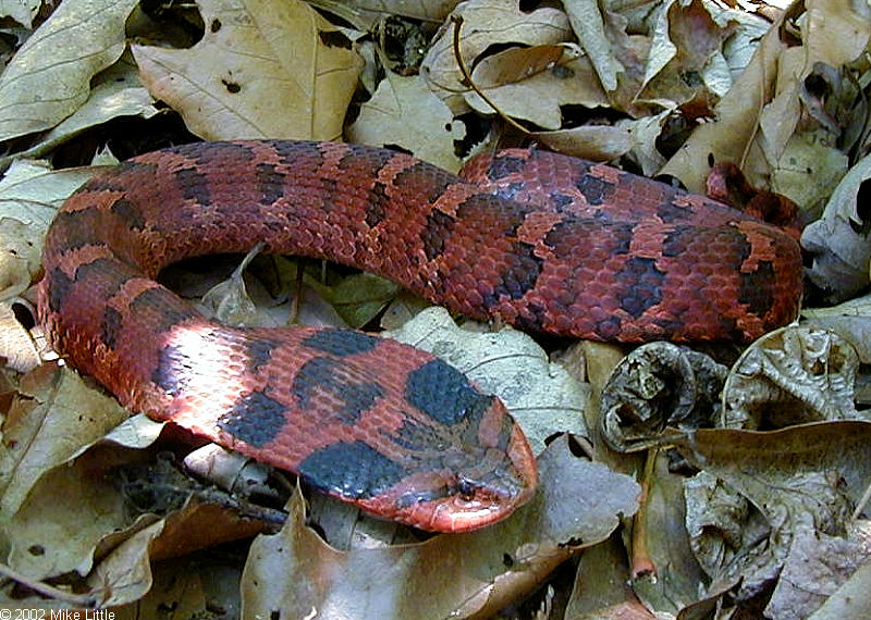 Eastern Hognose Snake