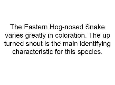 Eastern Hog-nosed Snake photo