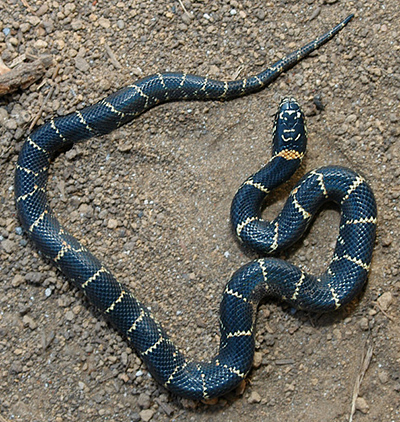  Eastern Kingsnake photo