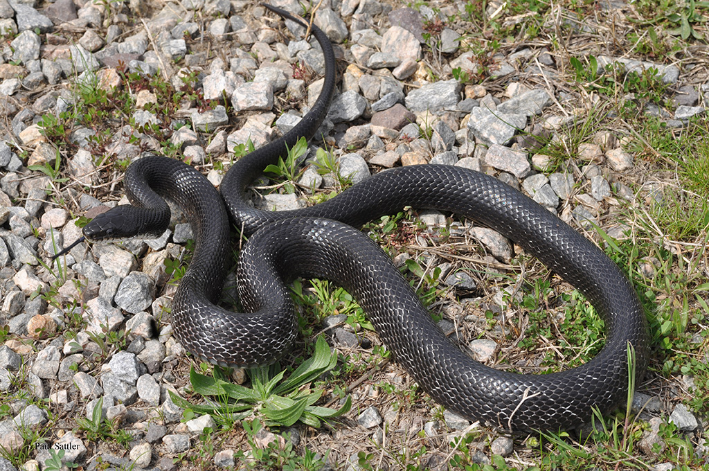 I live in Virginia. what kind of snake is this? I suspect it's a juvenile  black rat snake. Google search said Chinese cobra lol : r/snakes