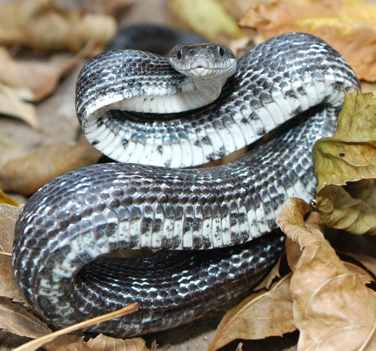 I live in Virginia. what kind of snake is this? I suspect it's a juvenile  black rat snake. Google search said Chinese cobra lol : r/snakes