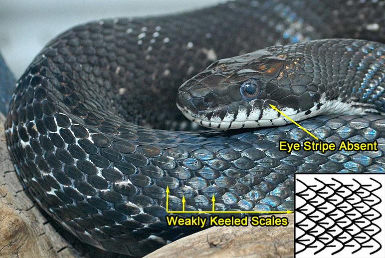 https://www.virginiaherpetologicalsociety.com/reptiles/snakes/eastern-ratsnake/easternrat-id-photos/erat5-id.jpg
