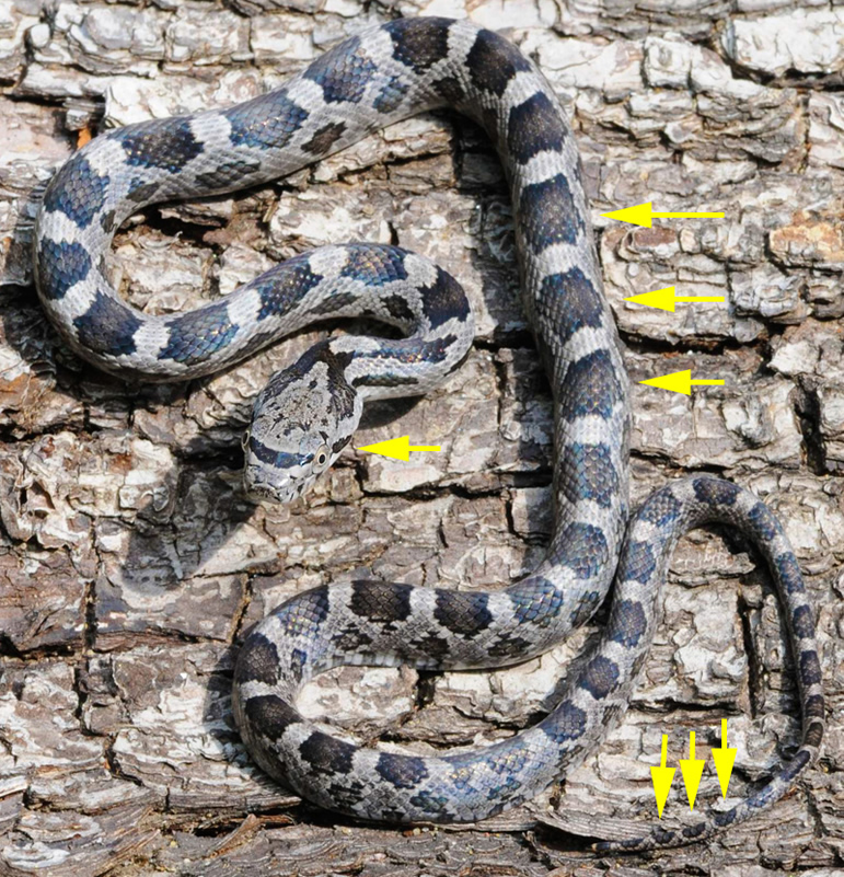 I live in Virginia. what kind of snake is this? I suspect it's a juvenile black rat snake. Google search said Chinese cobra lol : r/snakes