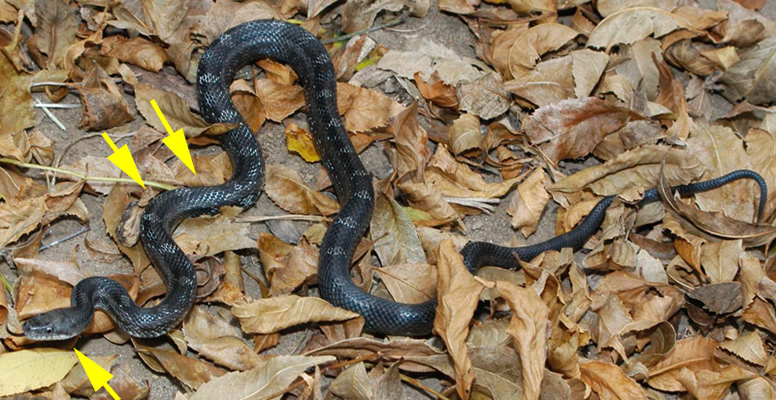 I live in Virginia. what kind of snake is this? I suspect it's a juvenile  black rat snake. Google search said Chinese cobra lol : r/snakes