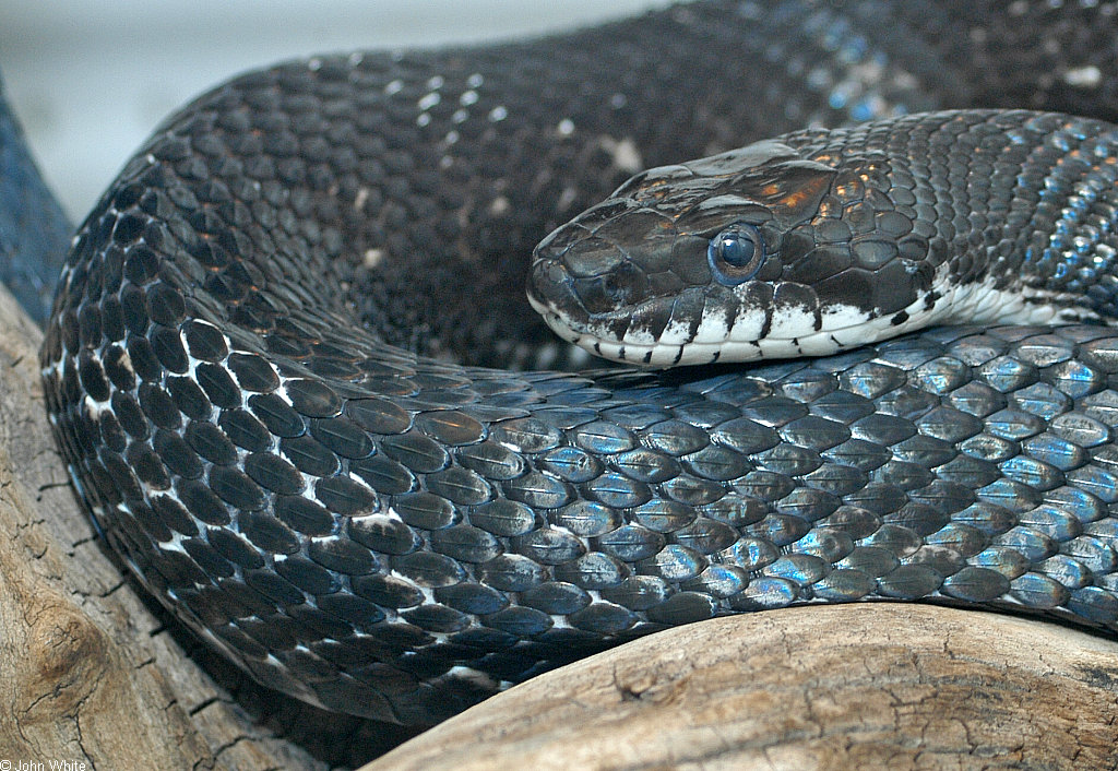 I live in Virginia. what kind of snake is this? I suspect it's a juvenile  black rat snake. Google search said Chinese cobra lol : r/snakes