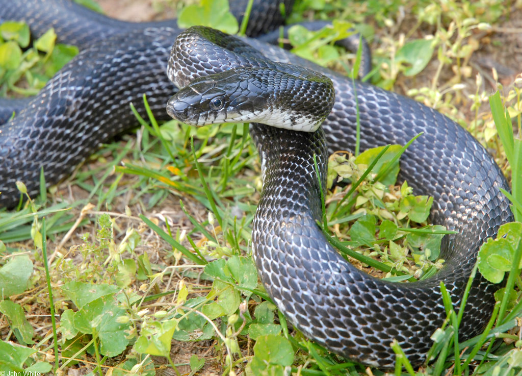 I live in Virginia. what kind of snake is this? I suspect it's a juvenile  black rat snake. Google search said Chinese cobra lol : r/snakes