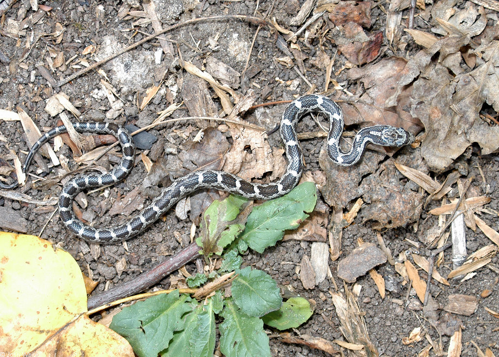 Eastern Ratsnake