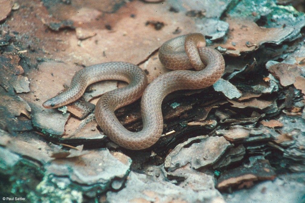 Eastern worm snake