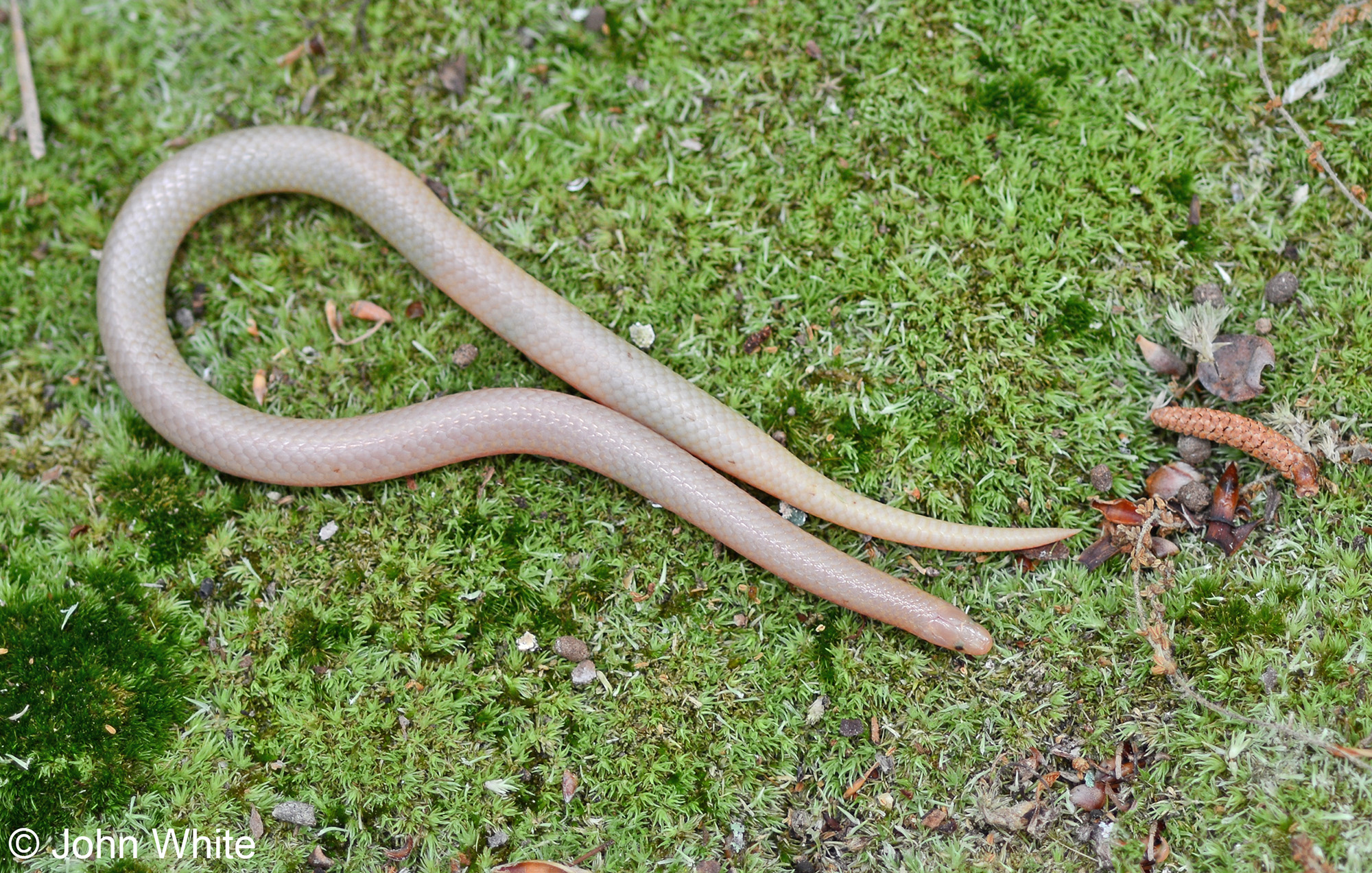 Snake worms. Змеи и черви животные или нет. Гиперакантус "amoenus.