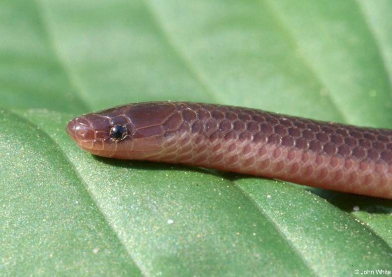 Snake worms. Гиперакантус "amoenus. Eastern worm фото.