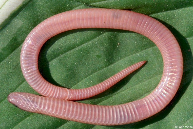 Eastern worm snake