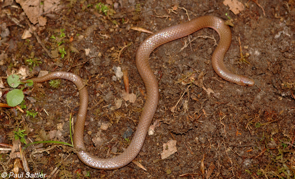 Eastern worm snake: worm or snake?